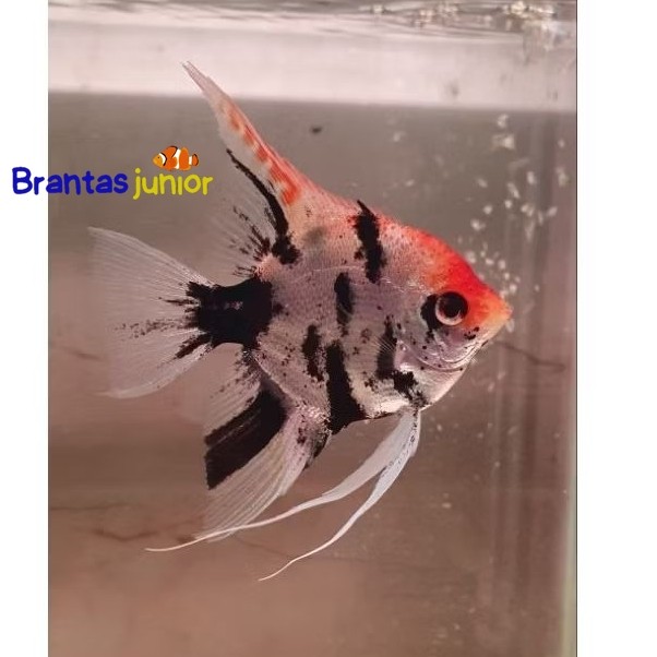 Manfish Tricolor isi 3