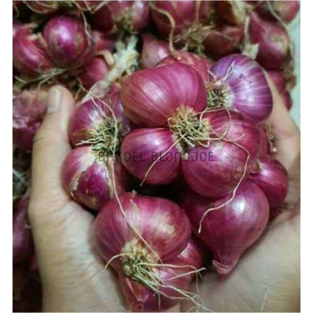 

BAWANG MERAH 1 KG SUPER KERING KUALITAS OKE SAYUR FRESH / SHALLOT / ONION /SAYURAN SEGAR