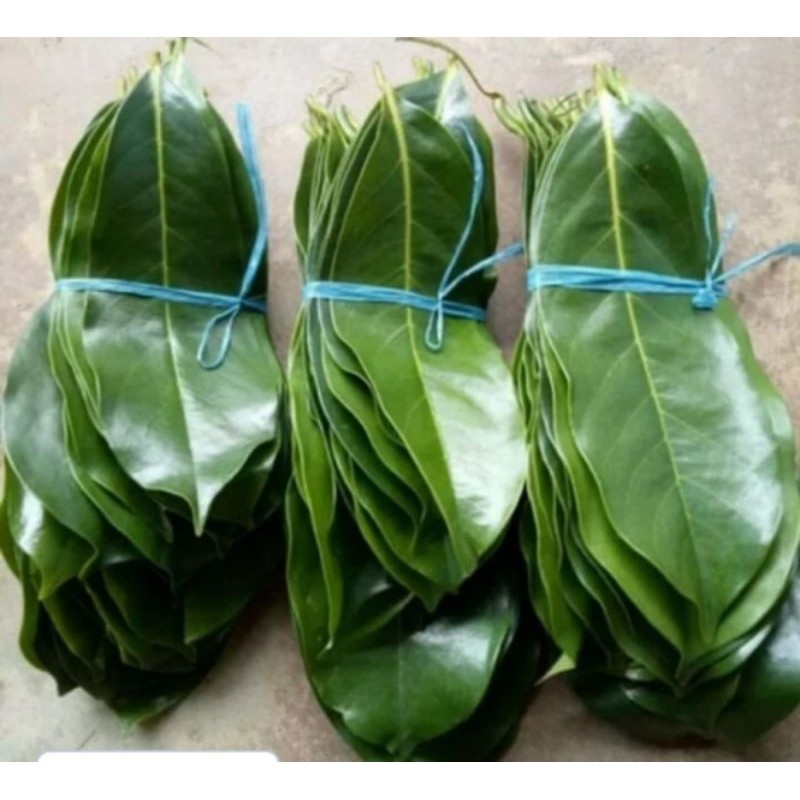 

Daun sirsak Segar -Daun sirsak fres obat herbal -100-lembar Herbal COD