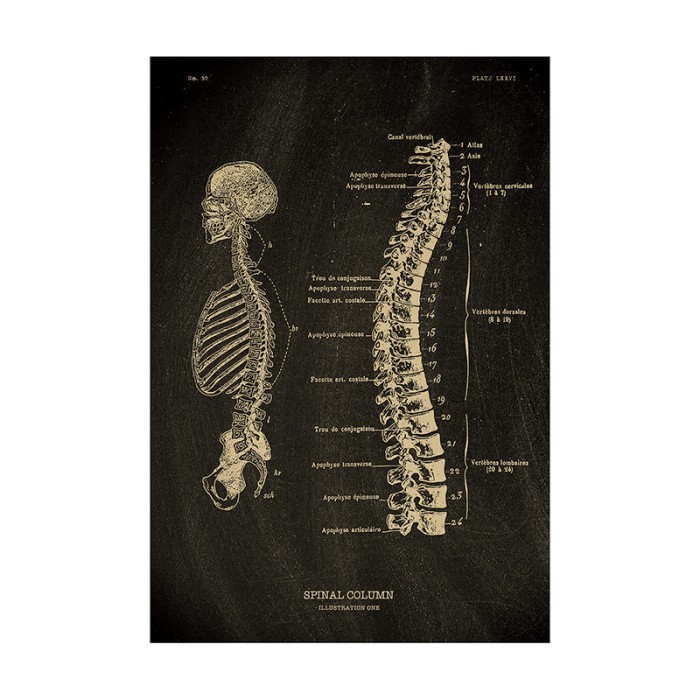 Poster Dinding Cafe / Wall Poster Kamar Hitam Putih Edukasi Biologi / Kedokteran (Anatomi Tulang Bel