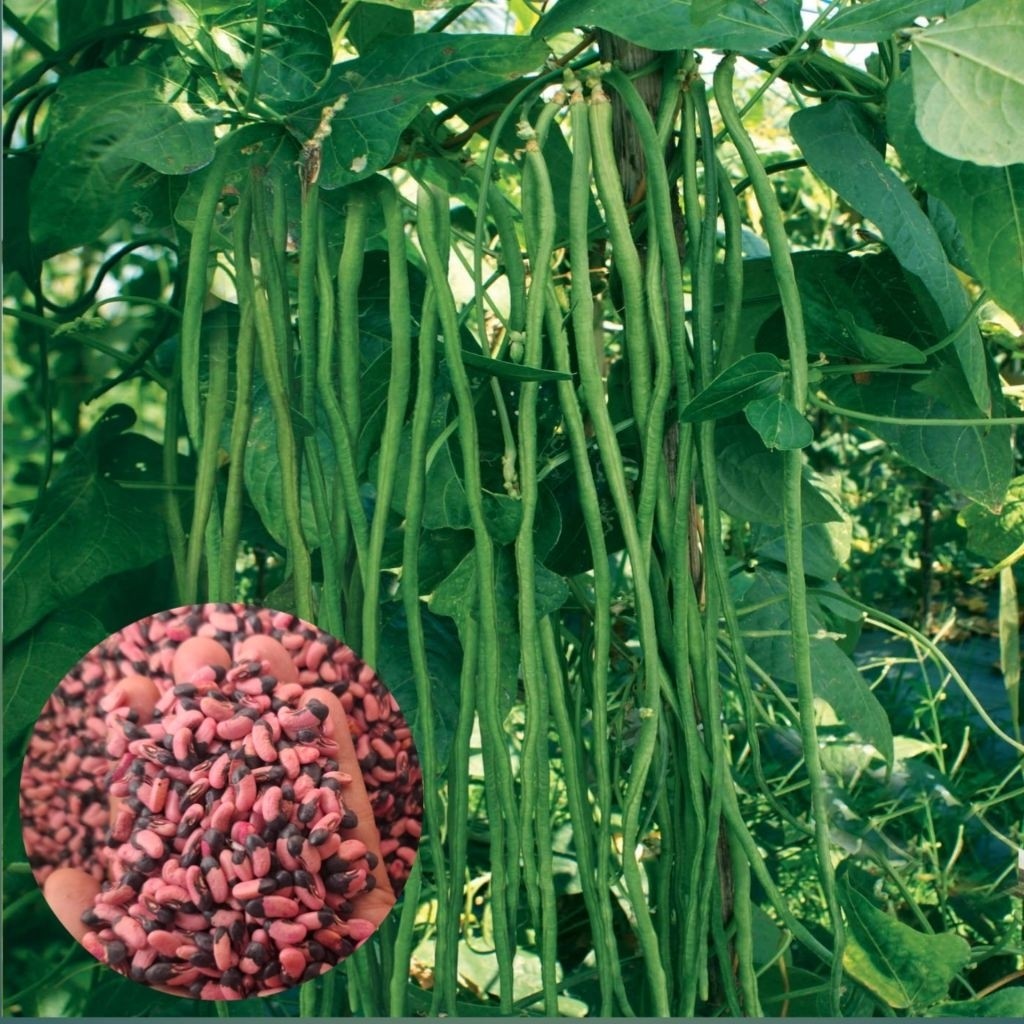 TERLARIS 100+ BENIH KACANG PANJANG NUGEN PREMIUM SUPER UNGGUL