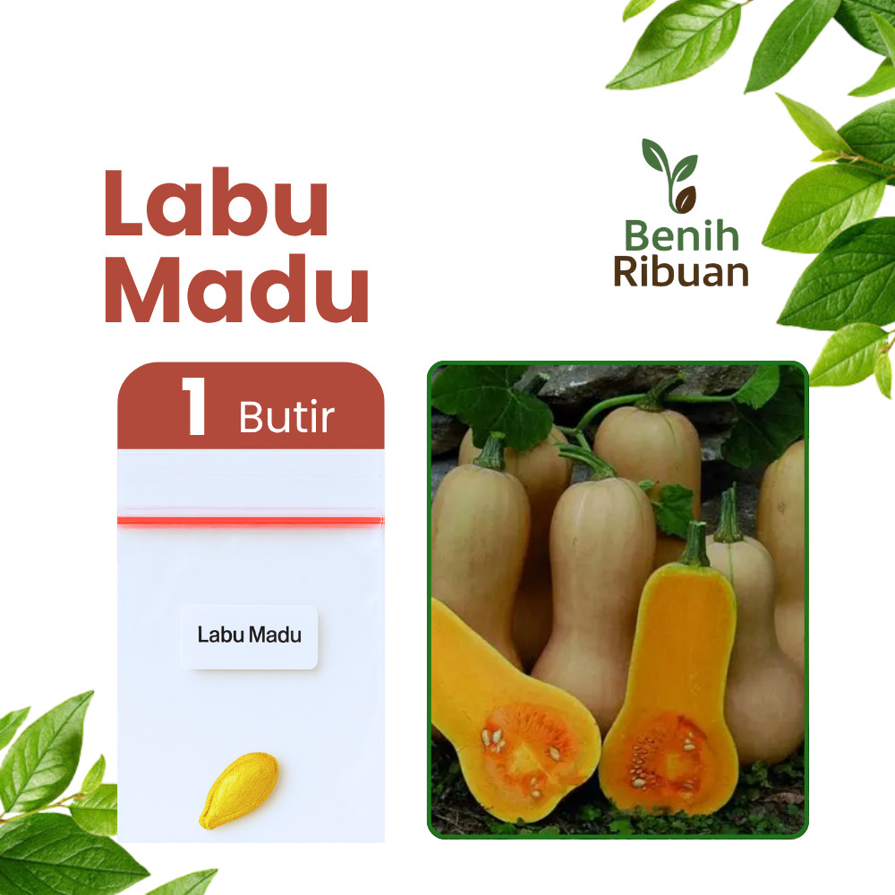 BENIH RIBUAN - Benih Unggul Buah Labu Madu Bibit Super Labu Madu Manis Benih Labu Madu Berkualitas