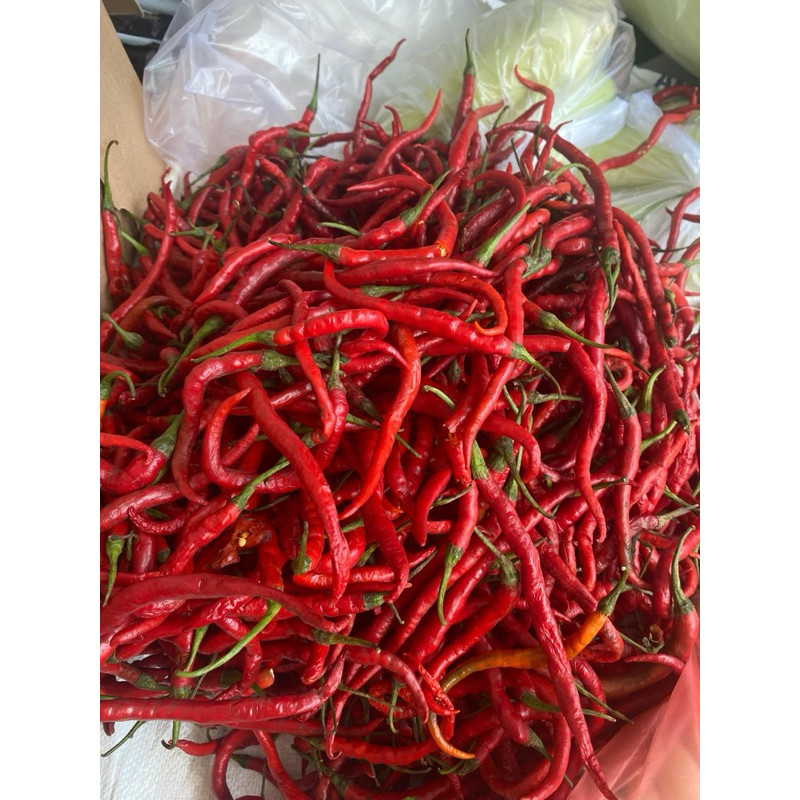 

Paket Cabe Merah kriting 1 KG murah Meriah