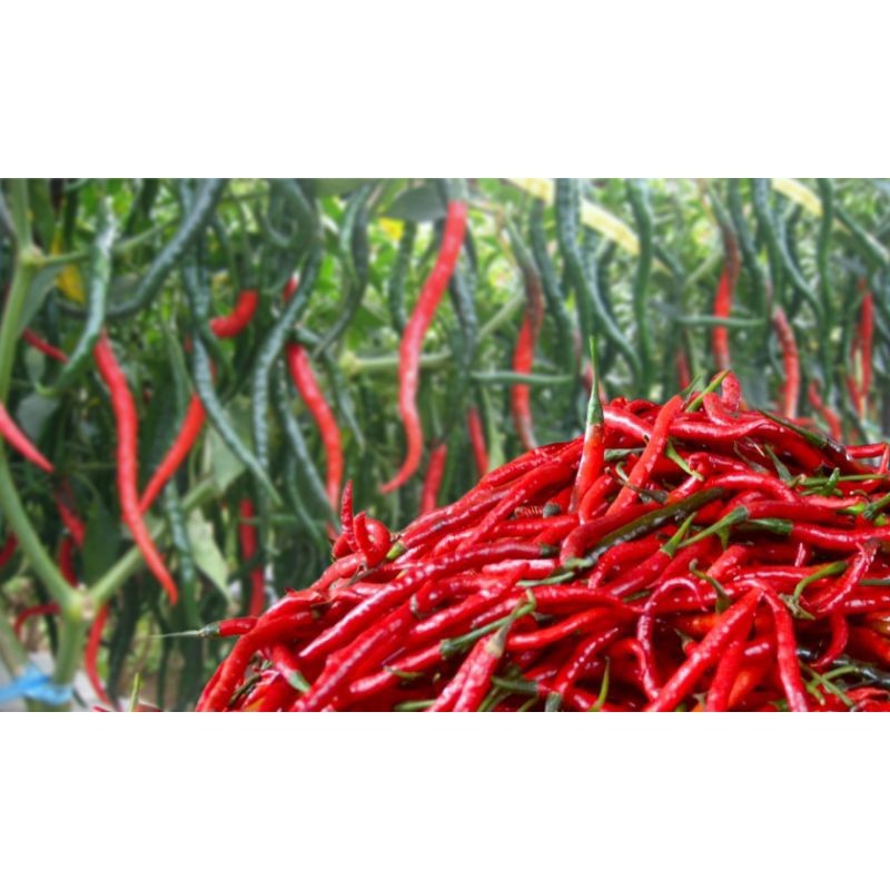 

Paket CABE MERAH KERITING 1KG HARGA TERMURAH LANGSUNG DARI PETANI -1KG
