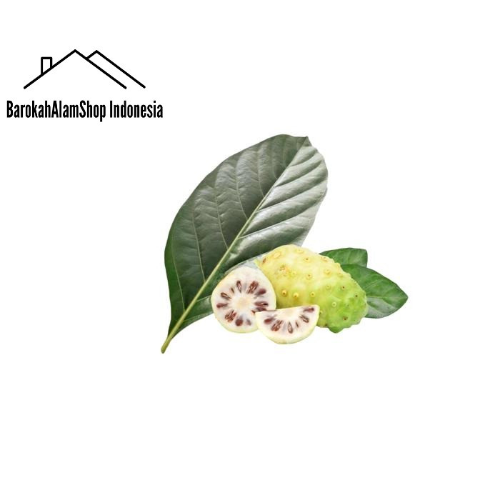 

Daun Mengkudu Segar Pace Noni 1 Kg bungkus makanan