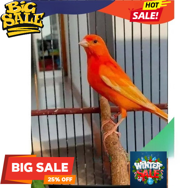 Burung Kenari Merlok Kenari Merah Lokal Gacoran