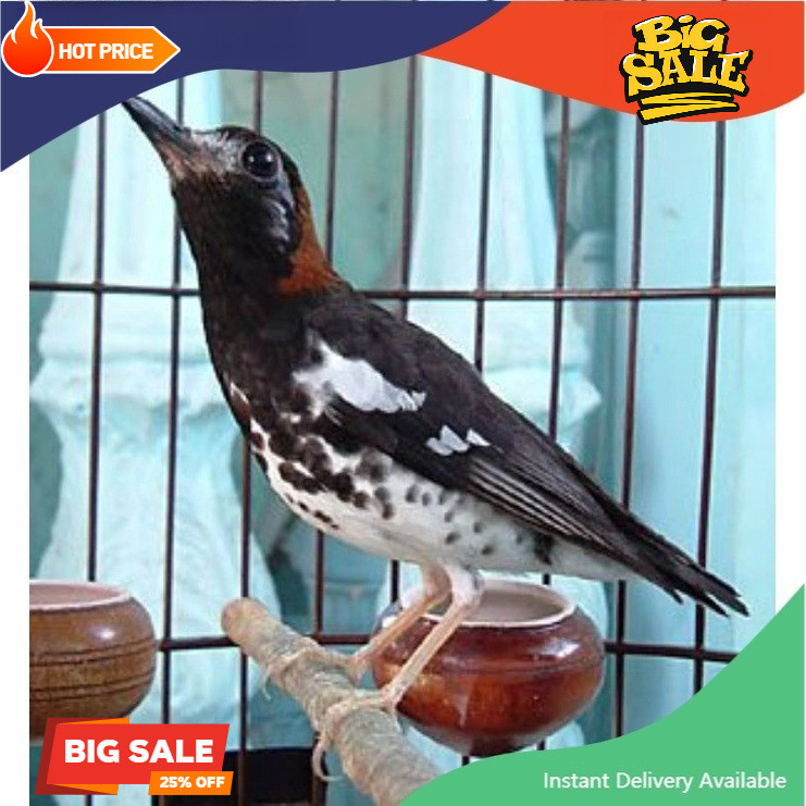 Burung anis kembang jantan jinak