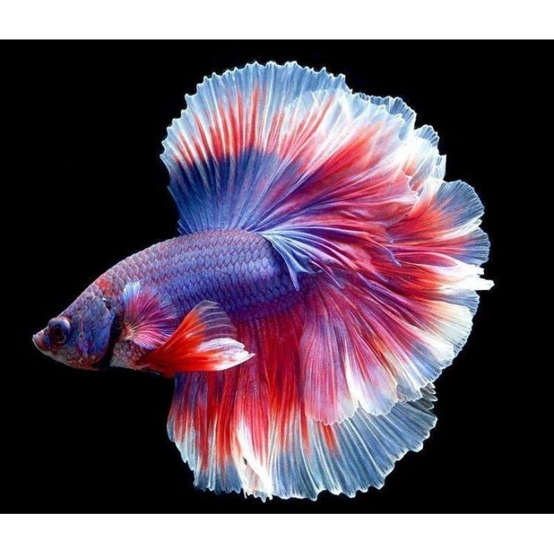 

stiker anomali LIVE HALMON SIAP NAIK BOTOL ((Remaja)) CUPANG halfmoon halfmon