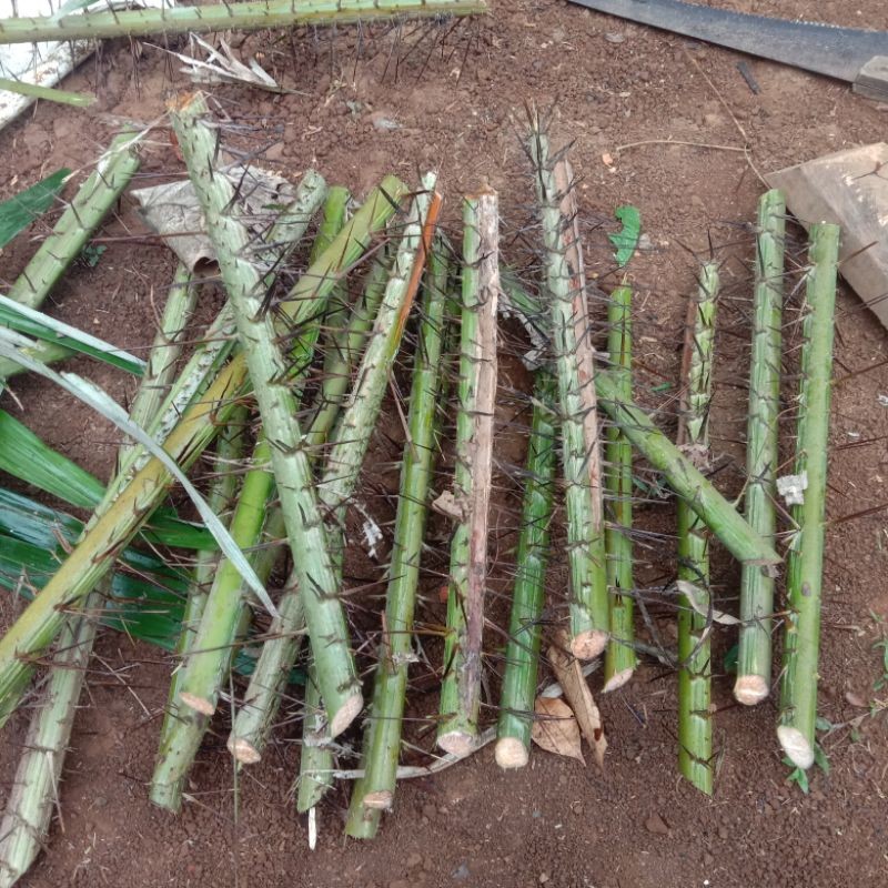 

batang duri pohon salak [GRATIS ONGKIR]