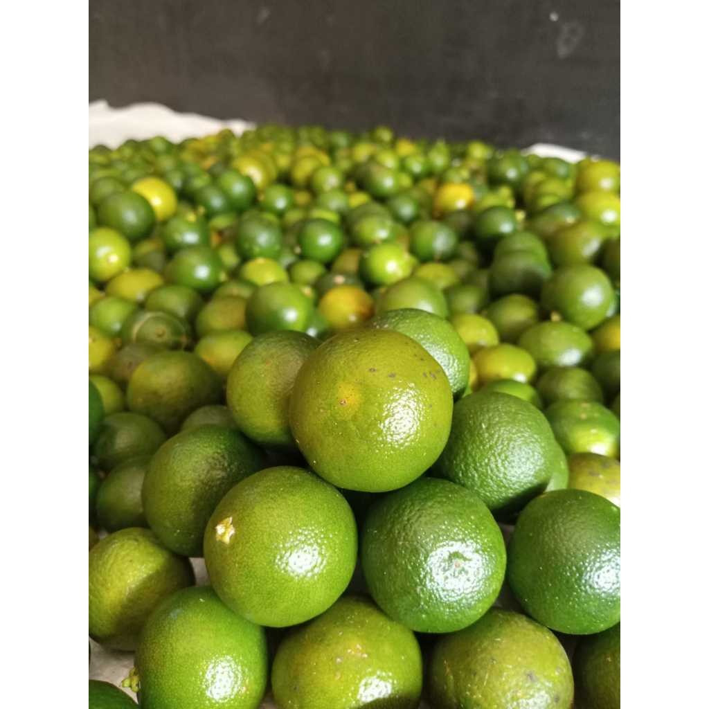 

Diskon Hari Ini Jeruk peras sonkit/jeruk lemon cui/jeruk kasturi kimboy 1KG - 500Gram UKURAN RANDOM - Promo