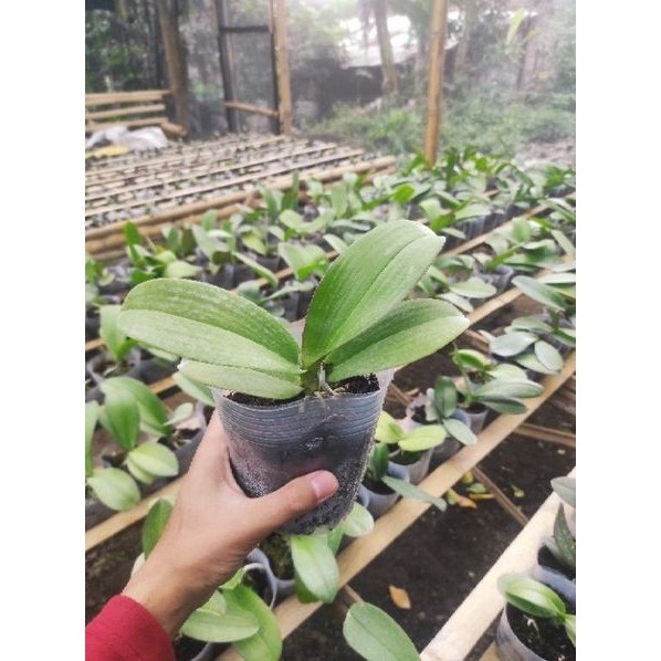 Anggrek Bulan Dewasa Sedang Promo