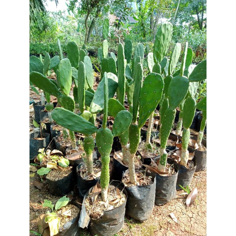 TANAMAN KAKTUS MINI UKURAN 40CM - 80CM - POHON KAKTUS MINI BERCABANG