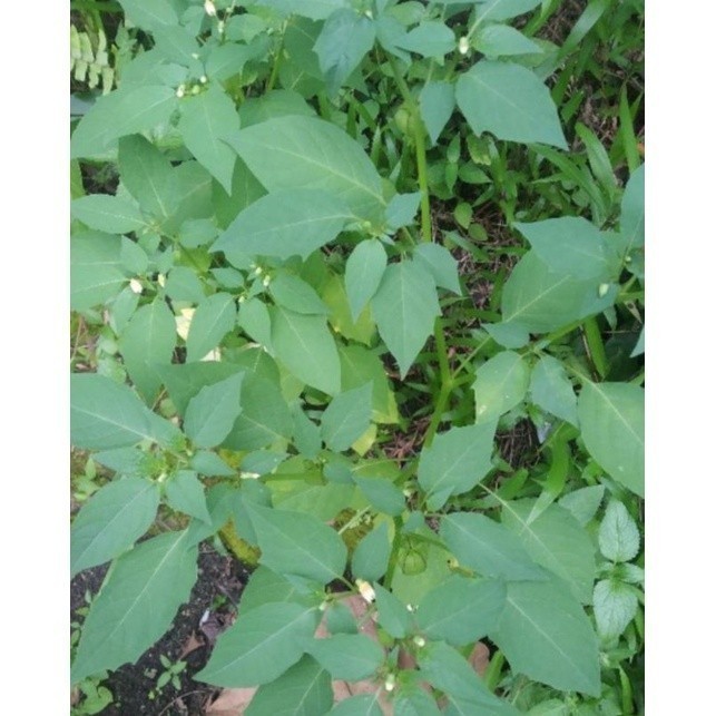 

daun CIMPLUKAN segar/ pohon cimplukan fres 500gram A.R K. D J.Y.A