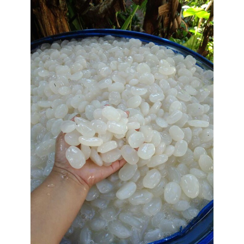 

Kolang Kaling super muda Segar bahan manisan dan kolak 1 kg