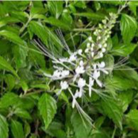 

DAUN KUMIS KUCING SEGAR 100 GRAM