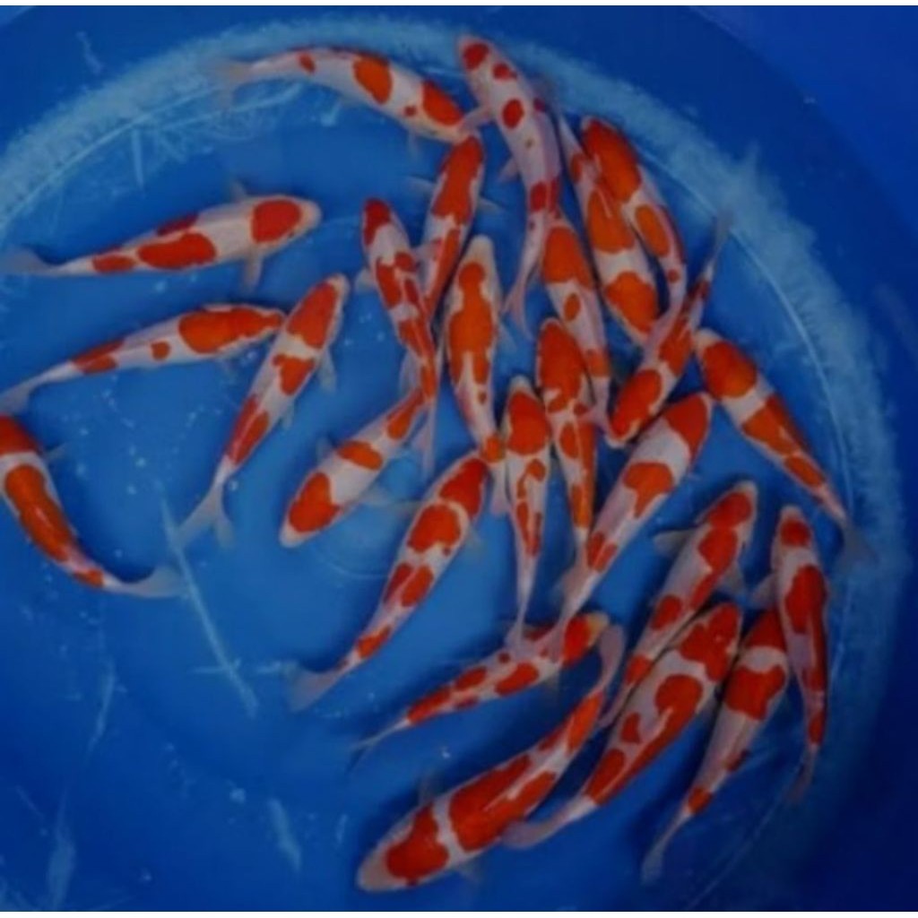 paket koi Blitar isi 3 bibit unggul, inmpor kohaku Showa Sankei mix