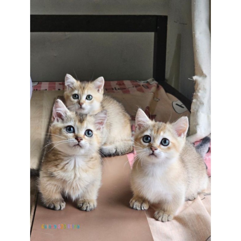 kucing cebol munchkin bsh goldeen