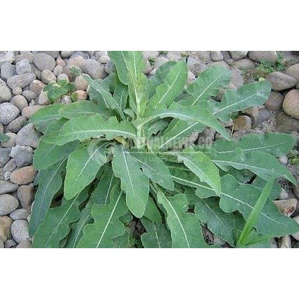 

Daun Tempuyung Segar - Meluruhkan Batu Ginjal