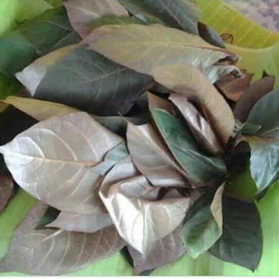 

Daun Puding Hitam - Segar tidak mengandung pestisida