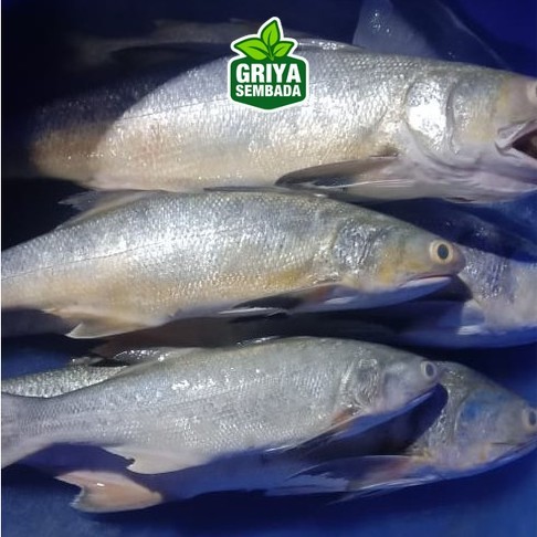 

Ikan Kuro Segar 1KG Griya Sembada