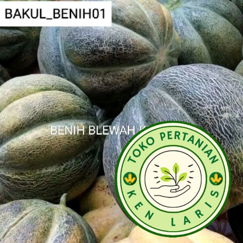 

BENIH UNGGUL!! 500+ BENIH BLEWAH KRETEK SUPER UNGGUL SIAP TANAM (B.B.19)