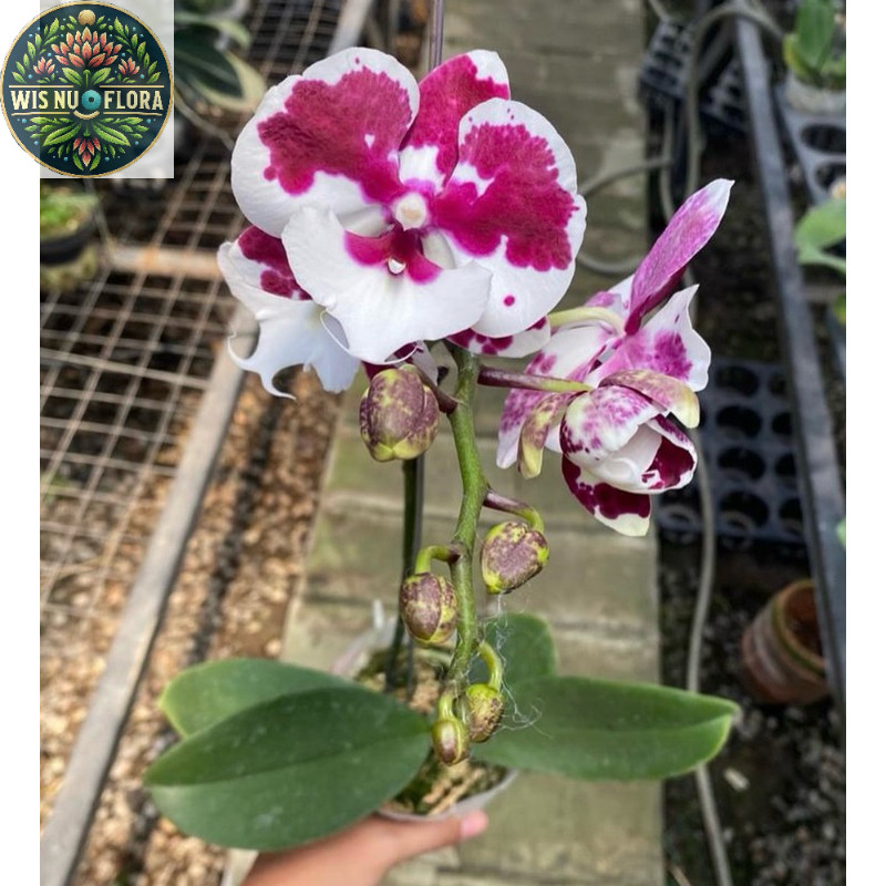 anggrek bulan bunga ungu putih