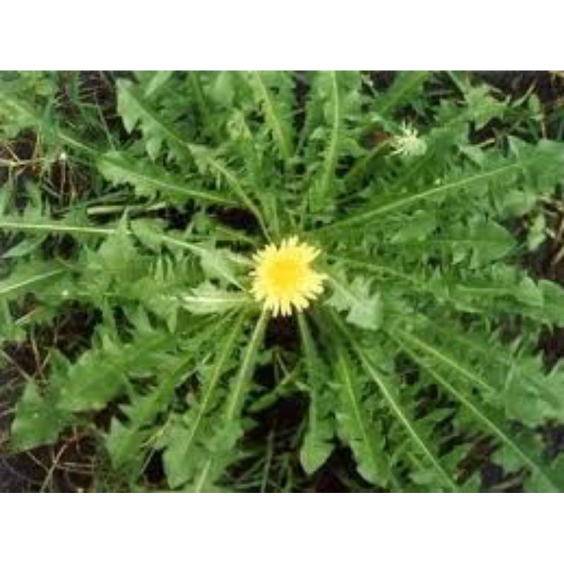 

Kapsul Tempuyung isi 100. Asli.alami.