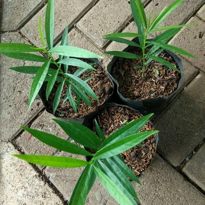 

tanaman Mahkota dewa