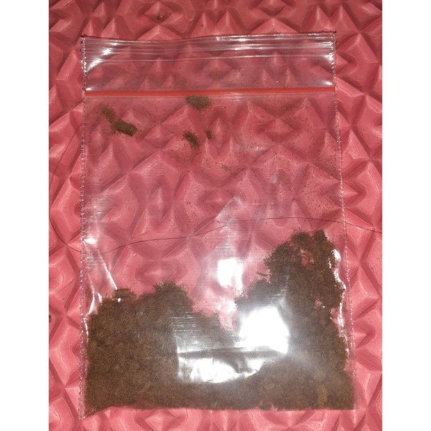 Spora Platycerium ridleyi (isi ratusan hingga ribuan)