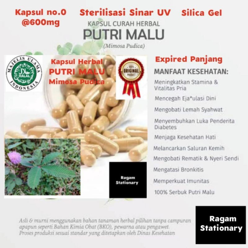 KAPSUL BUBUK PUTRI MALU HERBAL JAMU OBAT CURAH 100 BUTIR KTM HERBAL