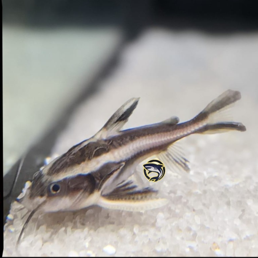 Ikan Hias Platy Doras / Pemakan Lumut / Pemakan Sisa Makanan Ikan Lain