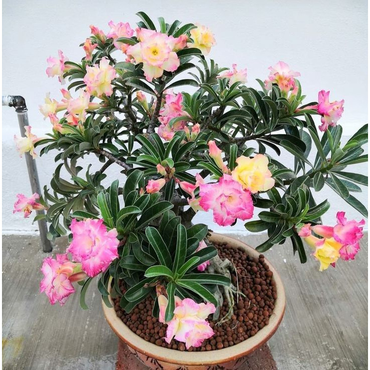 POHON ADENIUM BUNGA TUMPUK 4 RUPA - KAMBOJA JEPANG - BONSAI ADENIUM CABANG SERIBU-TANAMAN KAMBOJA HI