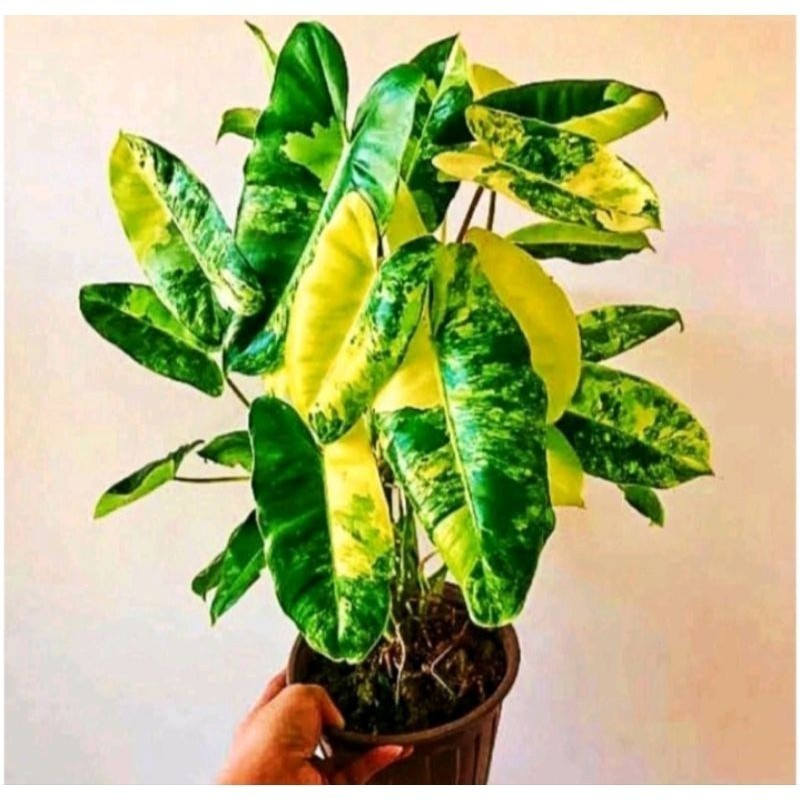 PHILODENDRON BURLEMARX VARIGATA , PHILO BURLEMARX VARIGATA Segar mewah