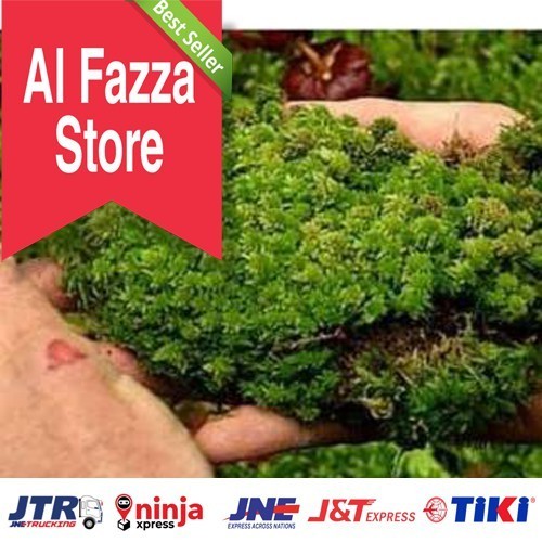 

Lumut Bahan Pupuk Ajaib 1kg harga bersahabat murah al fazza store