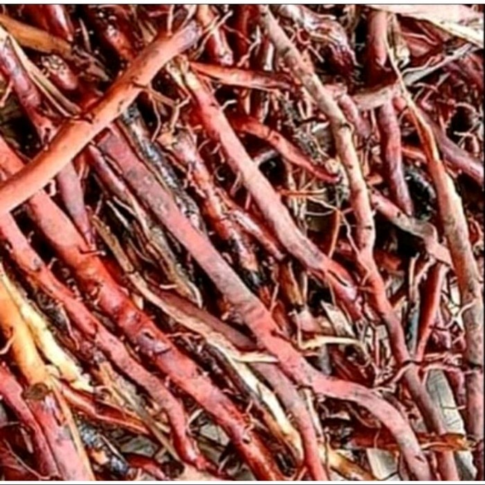 Akar Pohon Kelapa Hijau Segar 1 Kg / Akar kelapa hijau - 1 Kg