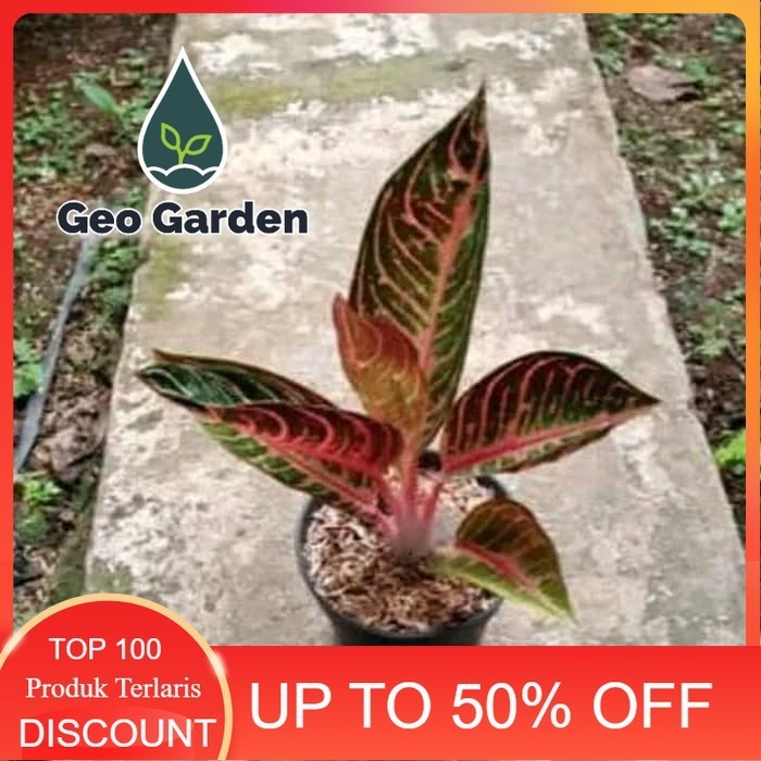 bibit tanaman hias aglonema red Sumatra - aglonema red Sumatra