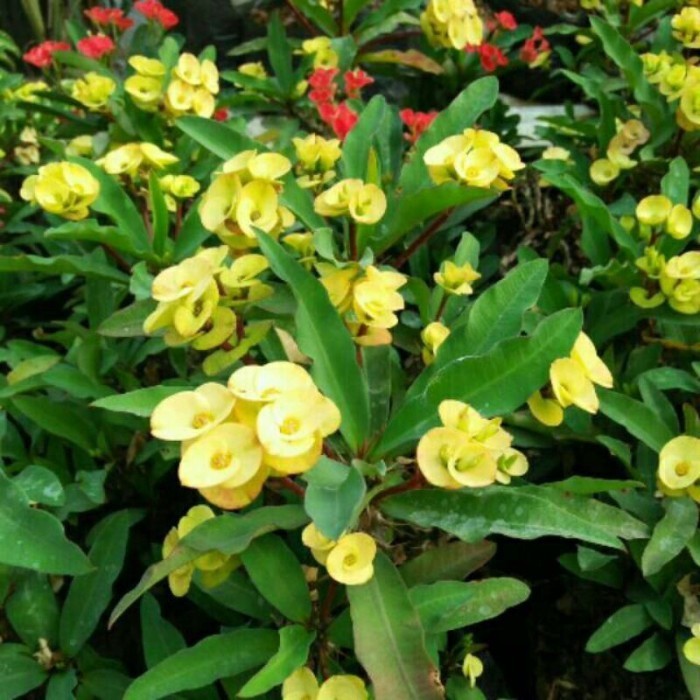 Tanaman hias euphorbia - tanaman hidup ID yellow mini Bunga hias hidup