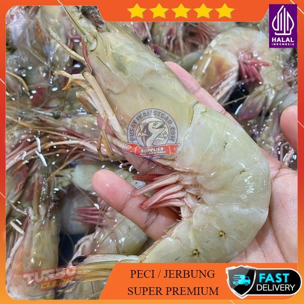 

Udang Peci Jerbung Dogol Super Besar | Premium Fresh & Frozen | Pusat Ikan Segar Jogja