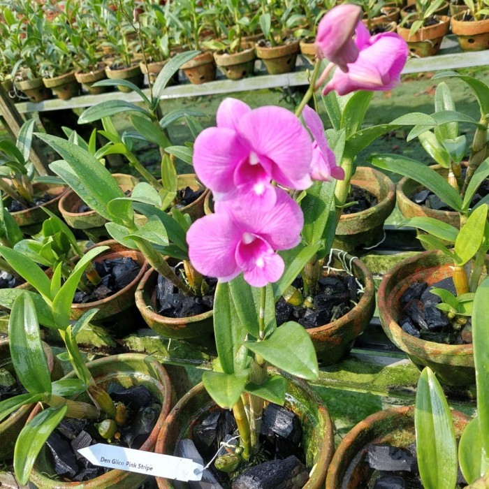 tanaman anggrek dendrobium pink - anggrek dendrobium kenop bunga