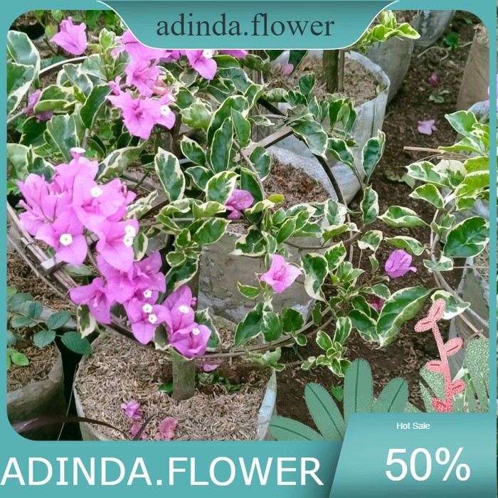 tanaman hias bugenvile varigata - bugenvile bonsai varigata - bonsai