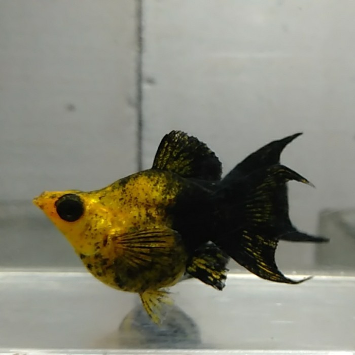 Hiasan aquarium/ Moly Balon - ETALASE