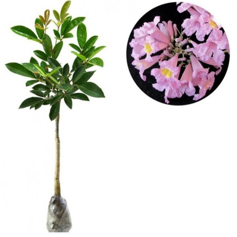 Tanaman hias tabebuya bunga pink-tabebuya rapida-tabebuya pink-tabebuya bunga pink-bibit Terlaris