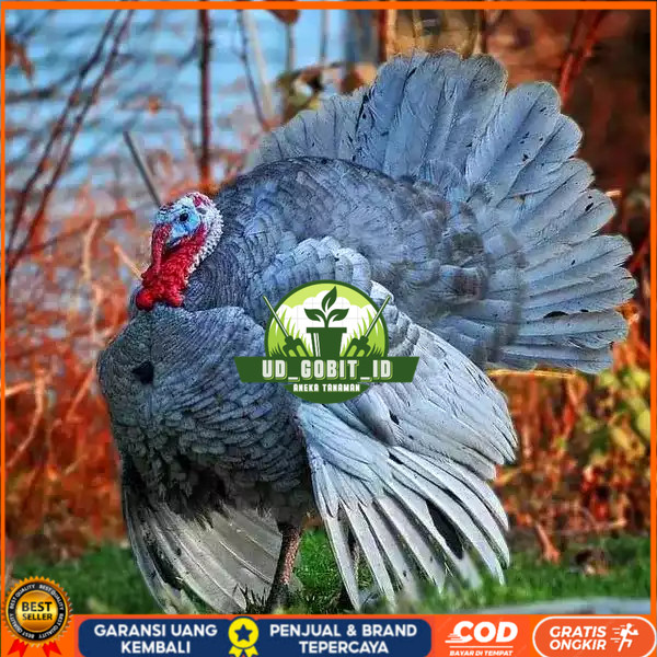 

Telur ayam kalkun blue slate jumbo / telur ayam hias / telur fertil siap tetas UD_GOBIT_ID