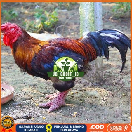 

Telur ayam dong tao / telur ayam hias / telur fertil siap cod UD_GOBIT_ID