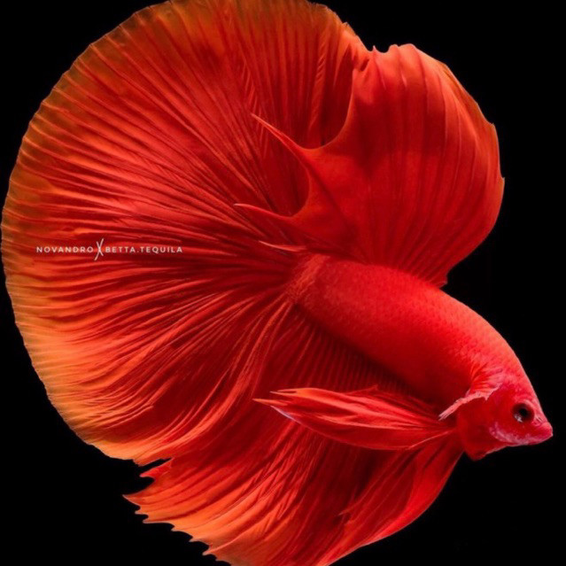 

stiker anomali Cupang Halfmoon super red menyala