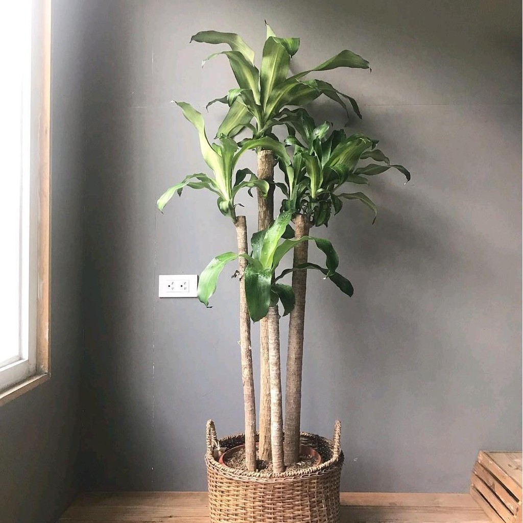 Tanaman Hias Dracaena Fragrans - Dracaena Fragrans Asli Siap Kirim