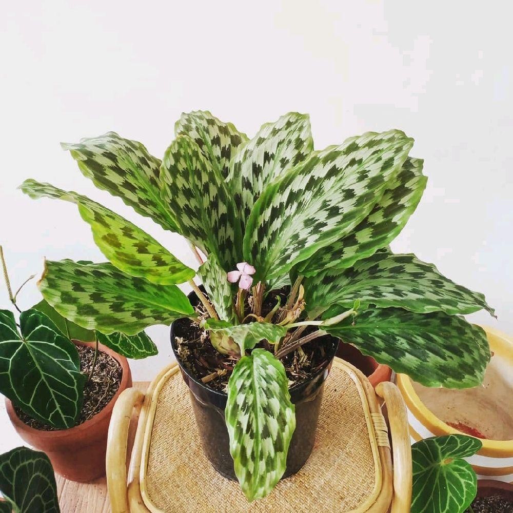Tanaman Hias Calathea Ekor Merak - Calathea Merak