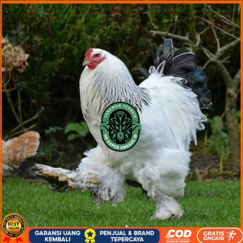 

TELUR AYAM HIAS BRAHMA COLOMBIA BIG JUMBO UNTUK DI TETASKAN UD_SUPER_UNGGUL_ID