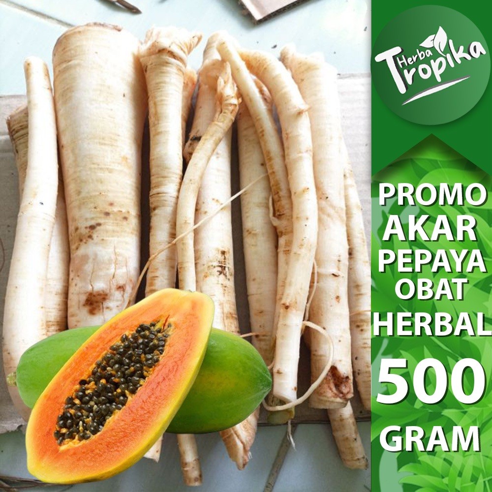 

Akar Pepaya Fresh bersih 500 gram untuk obat herbal alami toko herba tropika