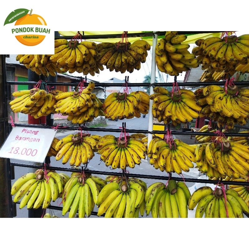 

PISANG BARANGAN SUPER NOMOR 1 TERSEDIA SEGALA MACAM UKURAN